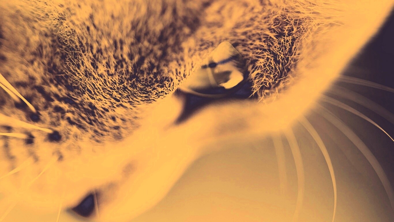 Макро фото мордашки кота обои