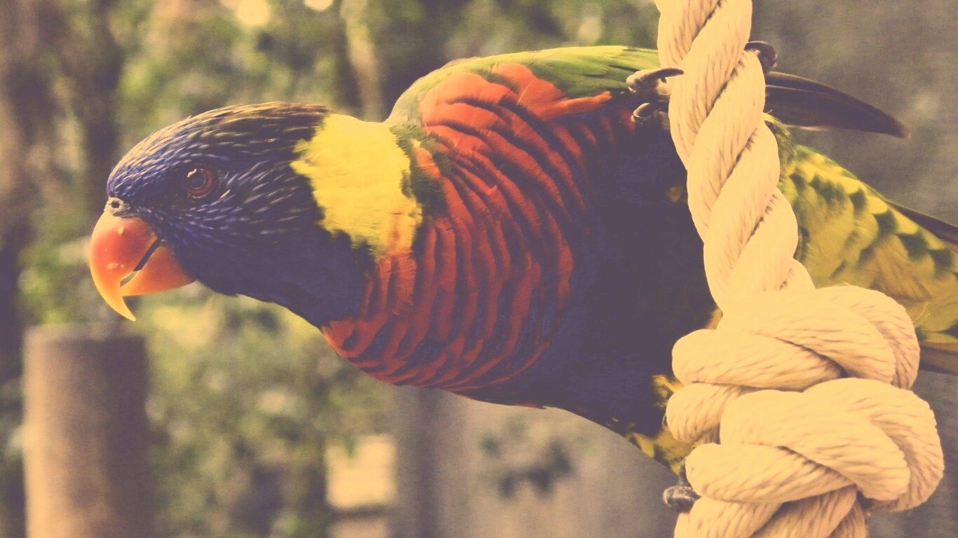 Попугай на канате обои