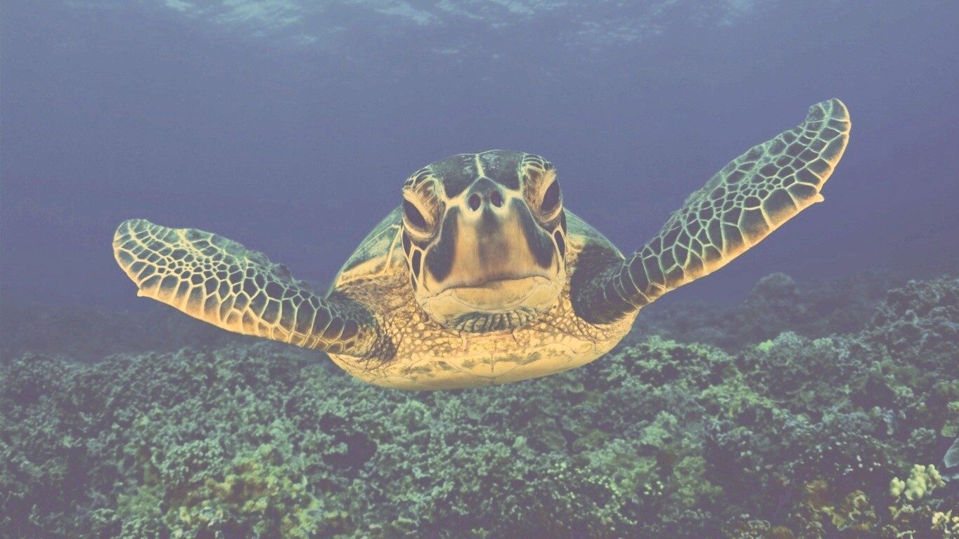 Морская черепаха обои
