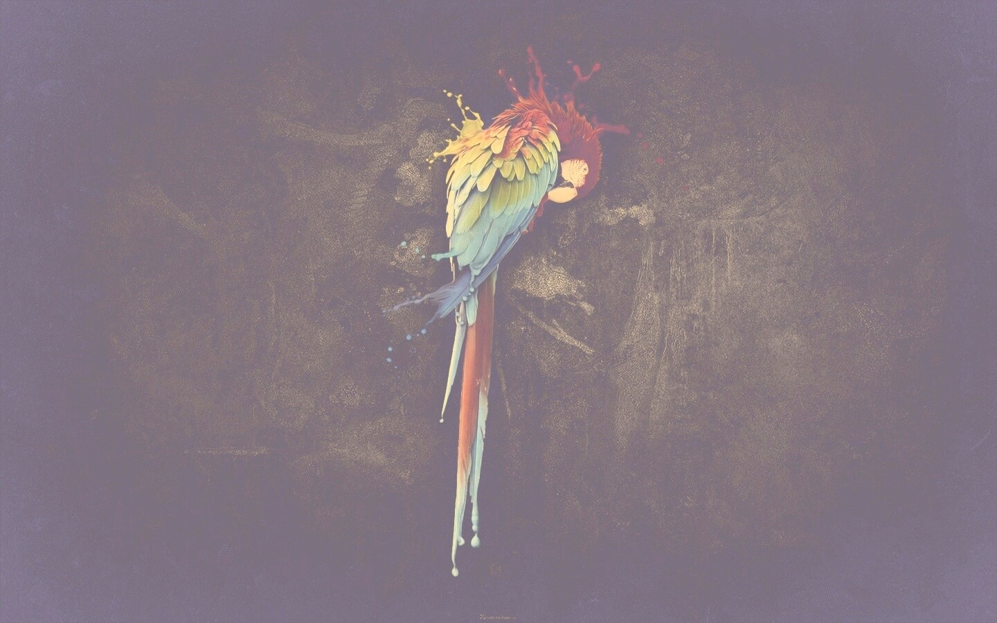 Попугай обои