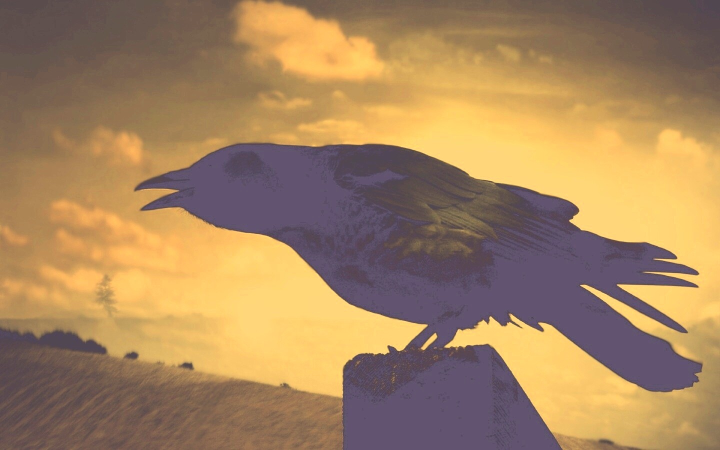 Чёрный ворон обои