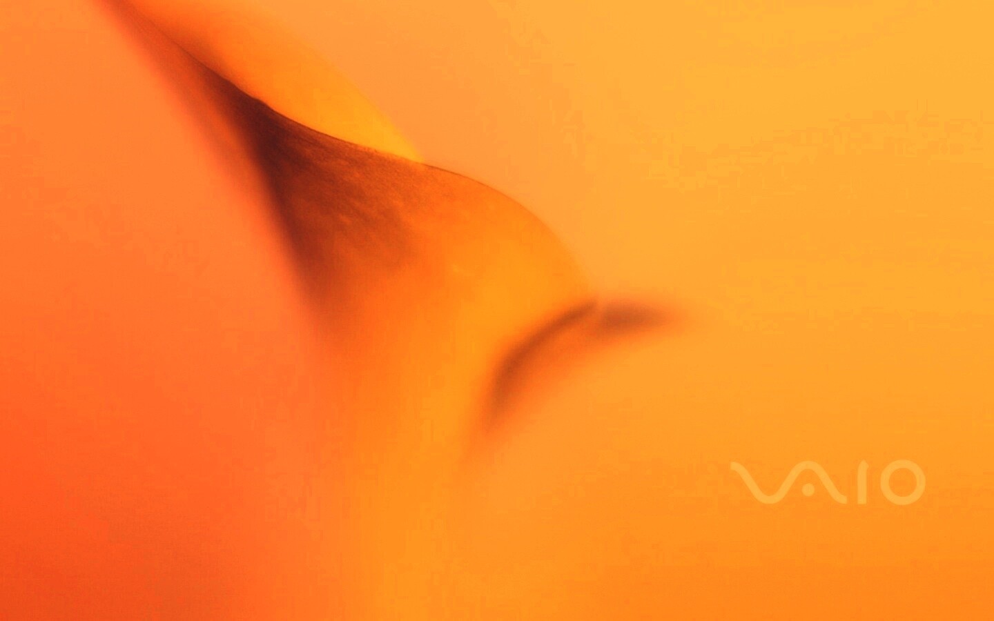 Цветок и логотип Vaio обои