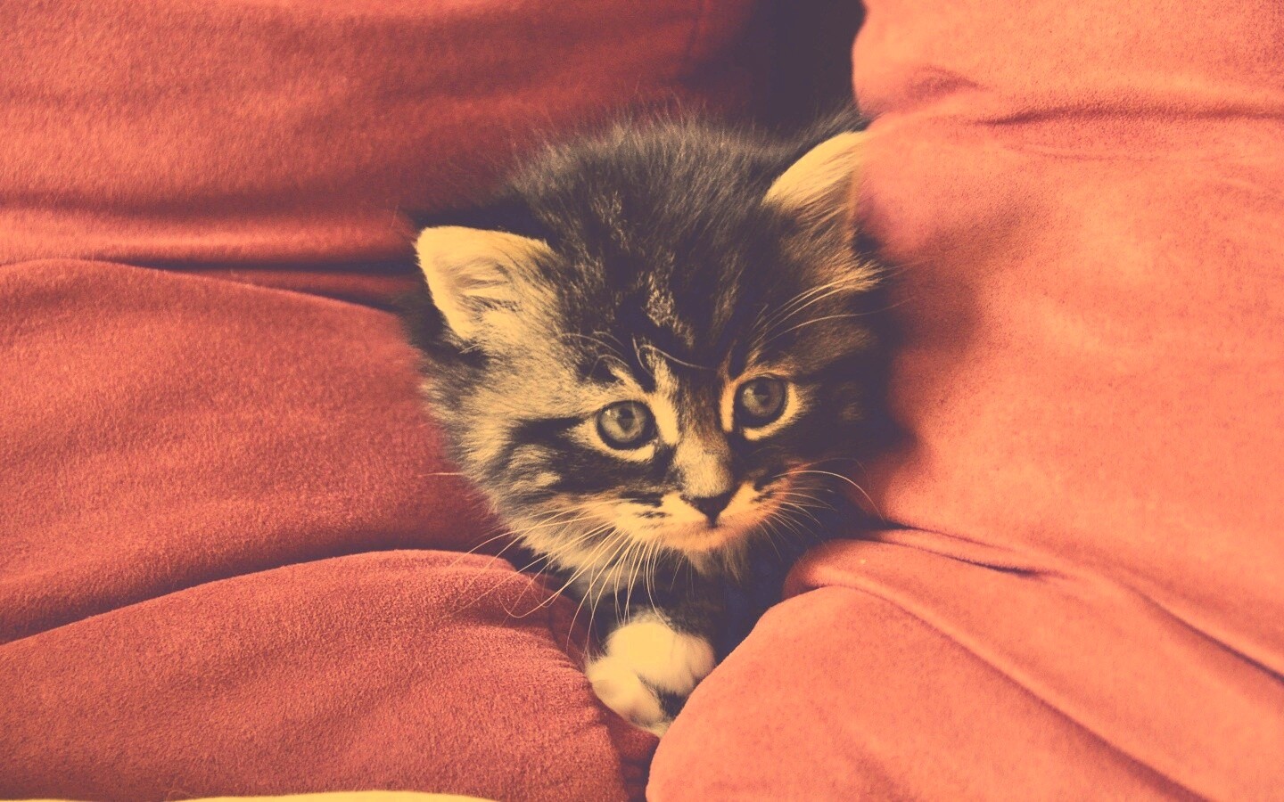 Котенок в подушках обои