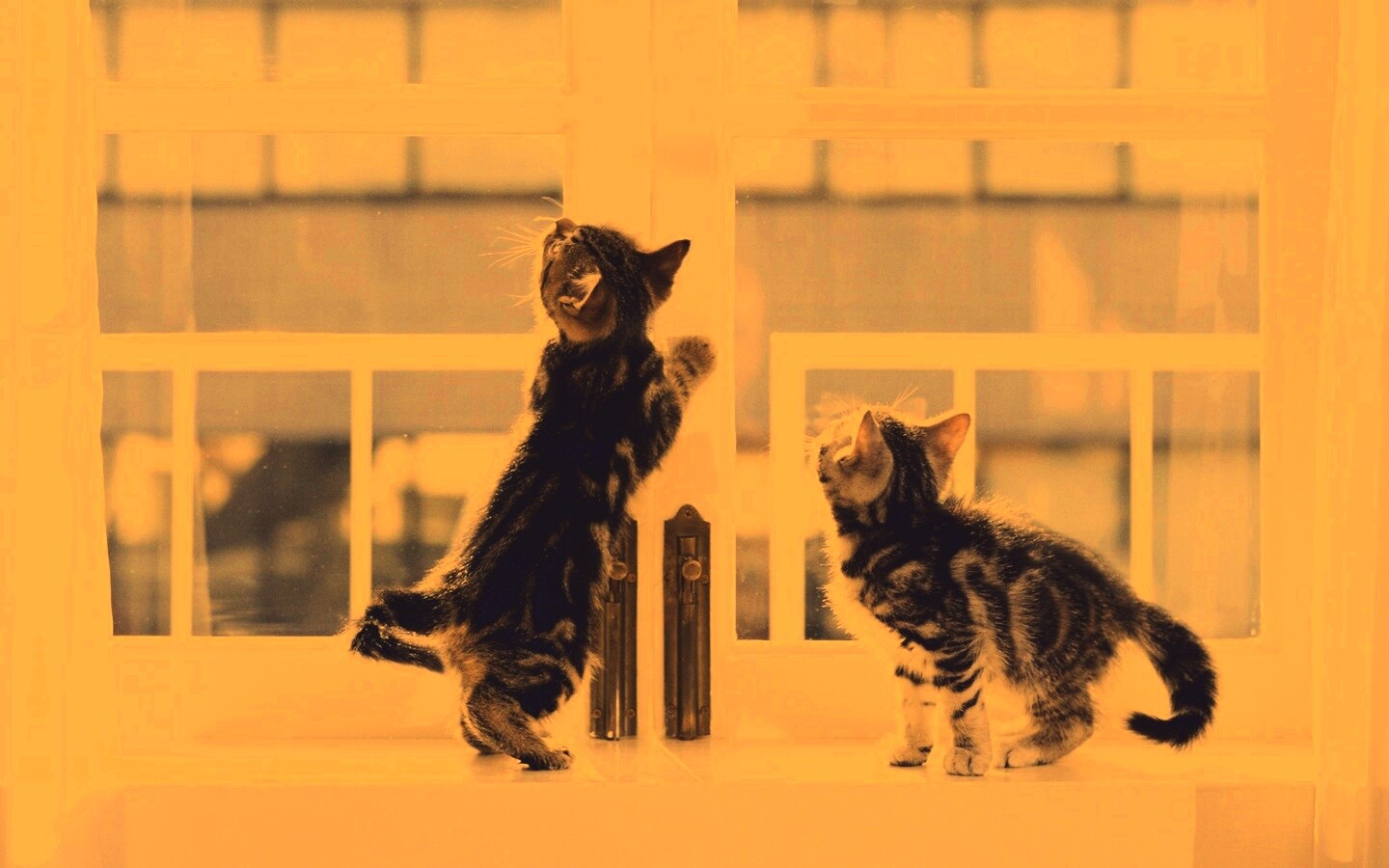 Котята у окна обои