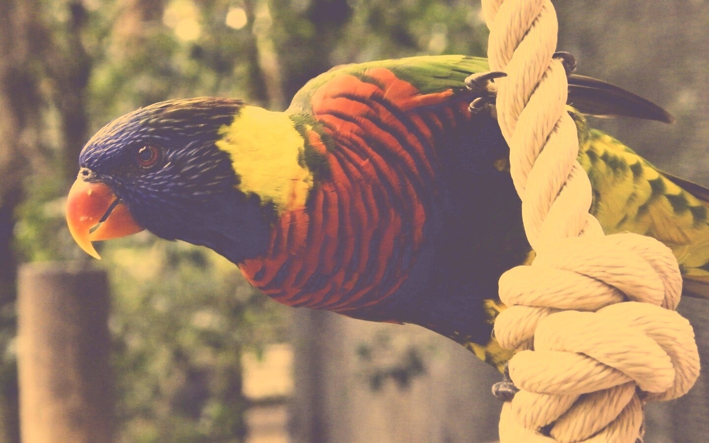 Попугай на канате обои