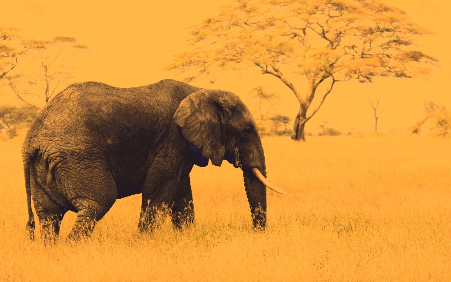 Elephant обои