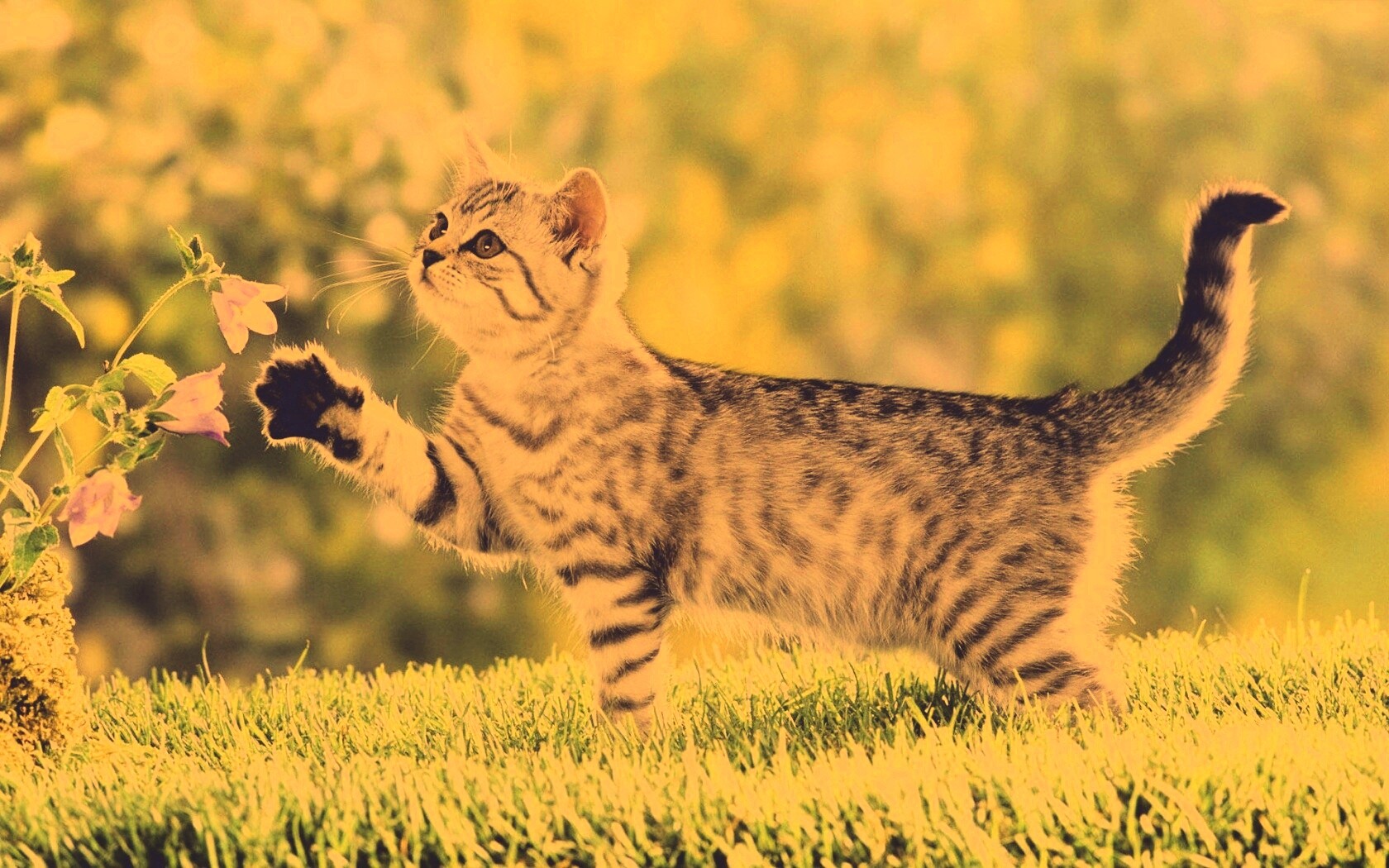 Котенок играет с цветами обои