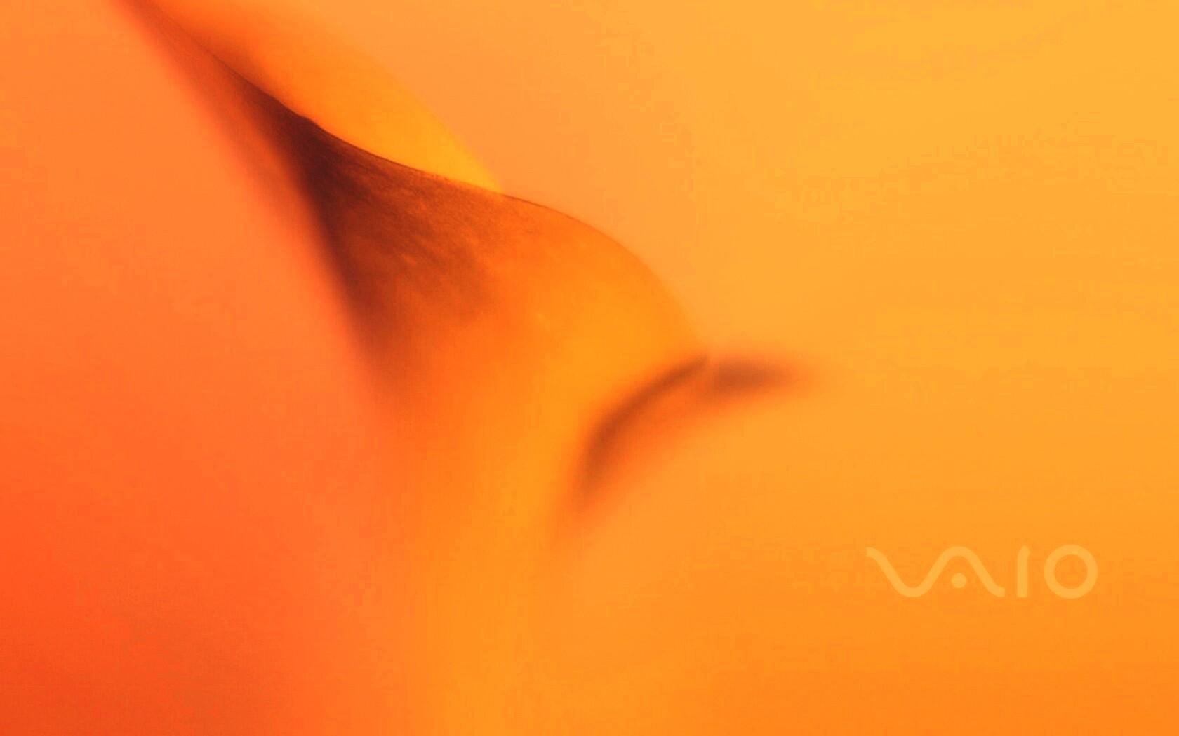 Цветок и логотип Vaio обои