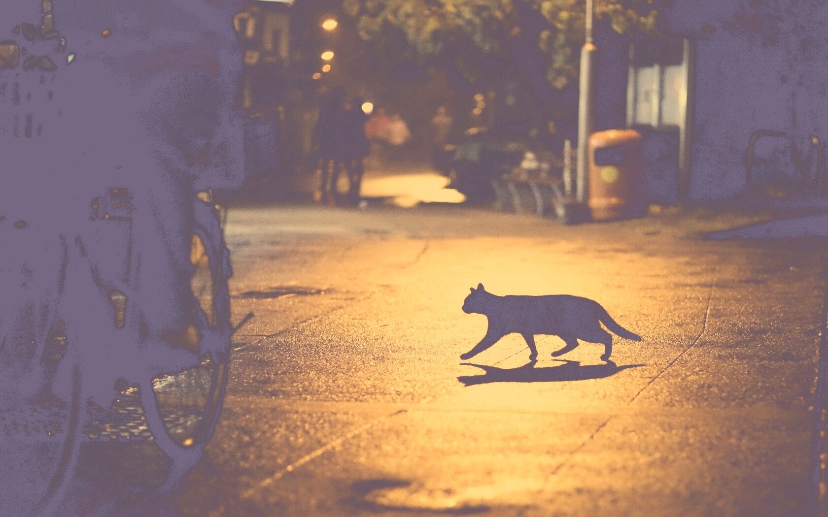 Кошка на ночной улице обои