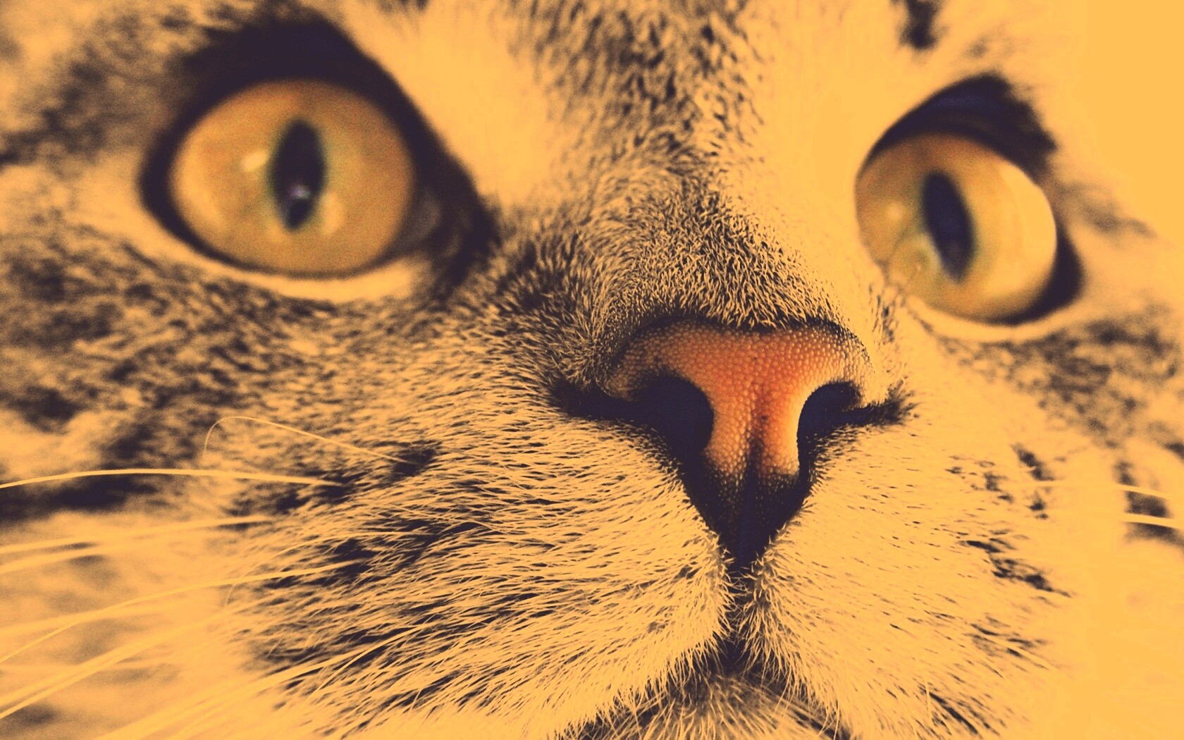 Кошачья мордочка обои