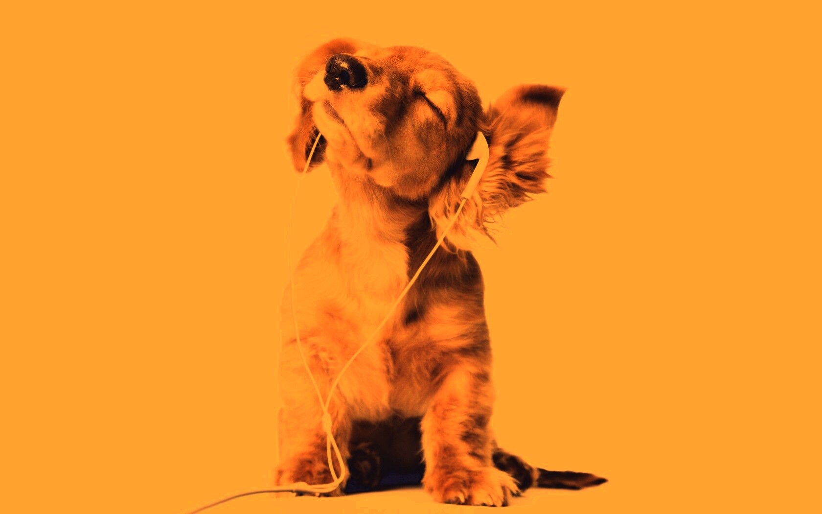 Щенок в наушниках обои