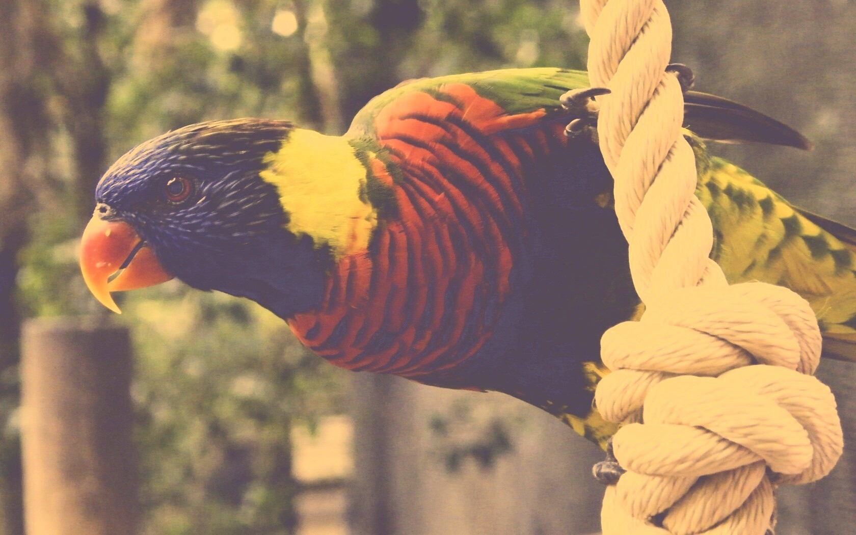 Попугай на канате обои