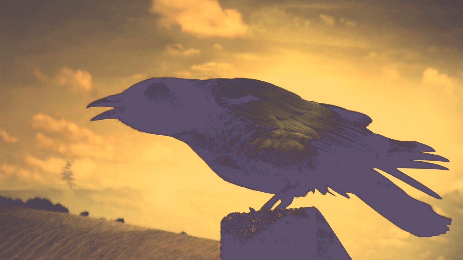 Чёрный ворон обои