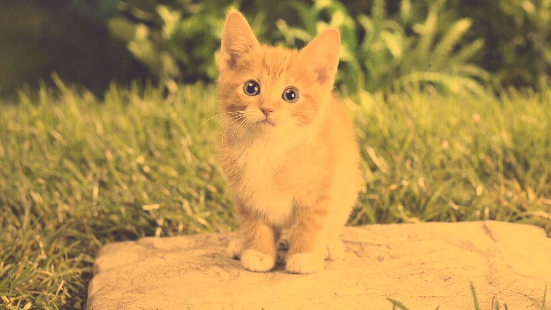 Котенок в саду обои