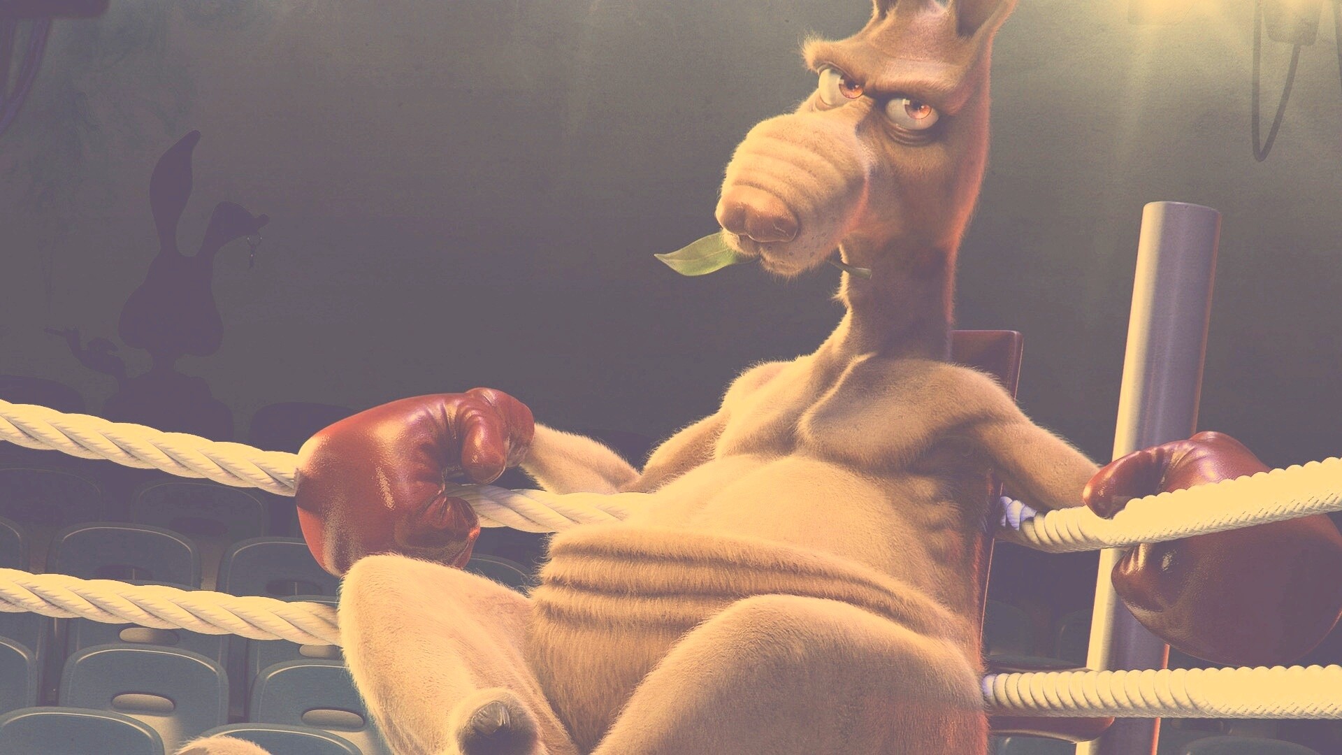Кенгуру-боксер на ринге обои