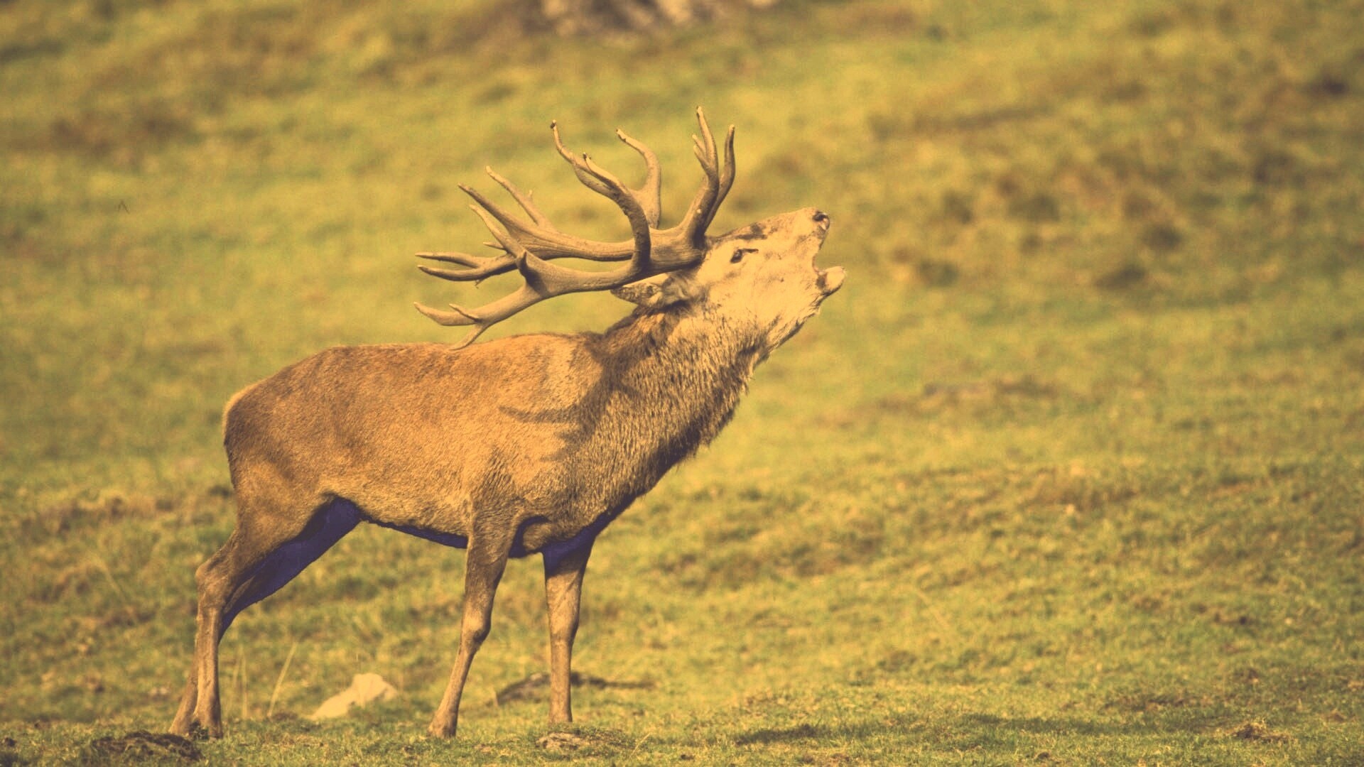 Лось зовёт сородичей обои