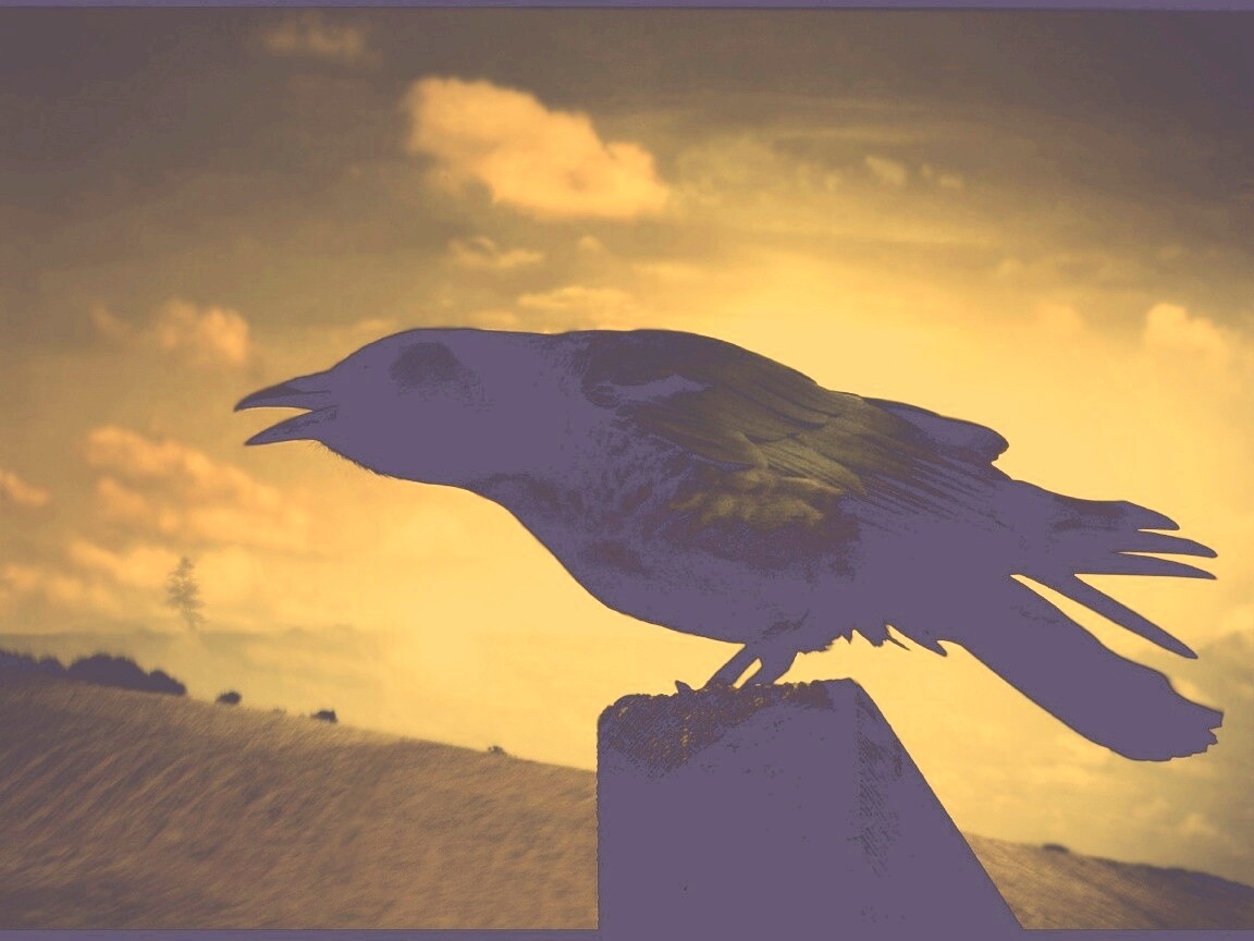 Чёрный ворон обои