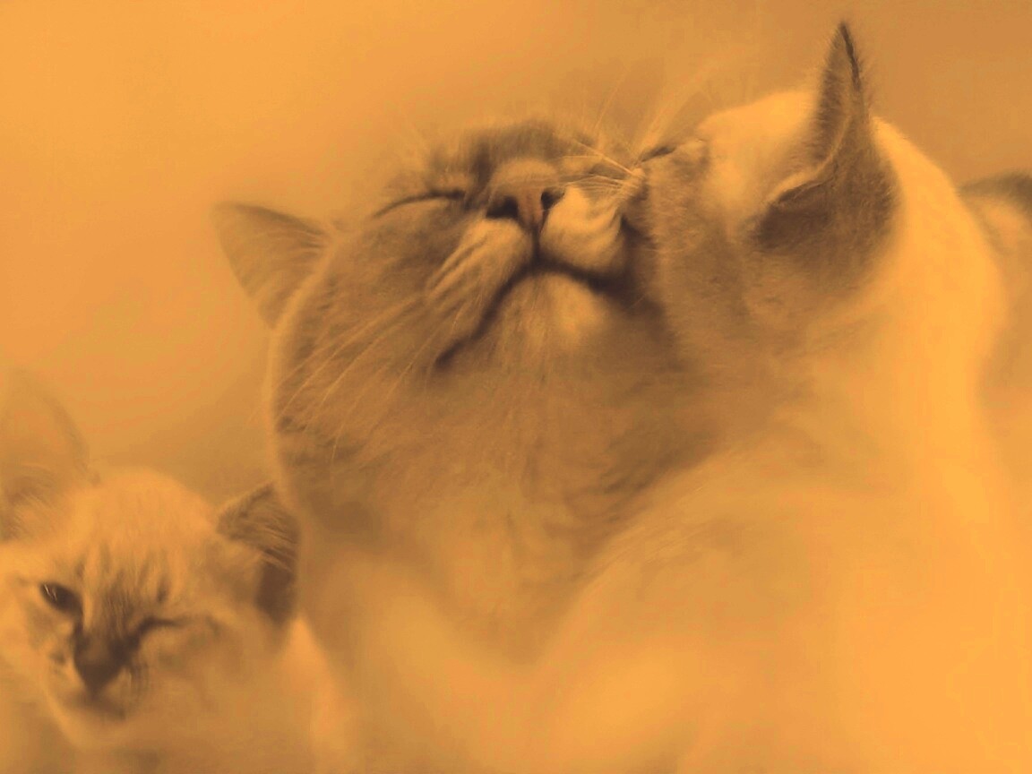 Котята с мамой обои