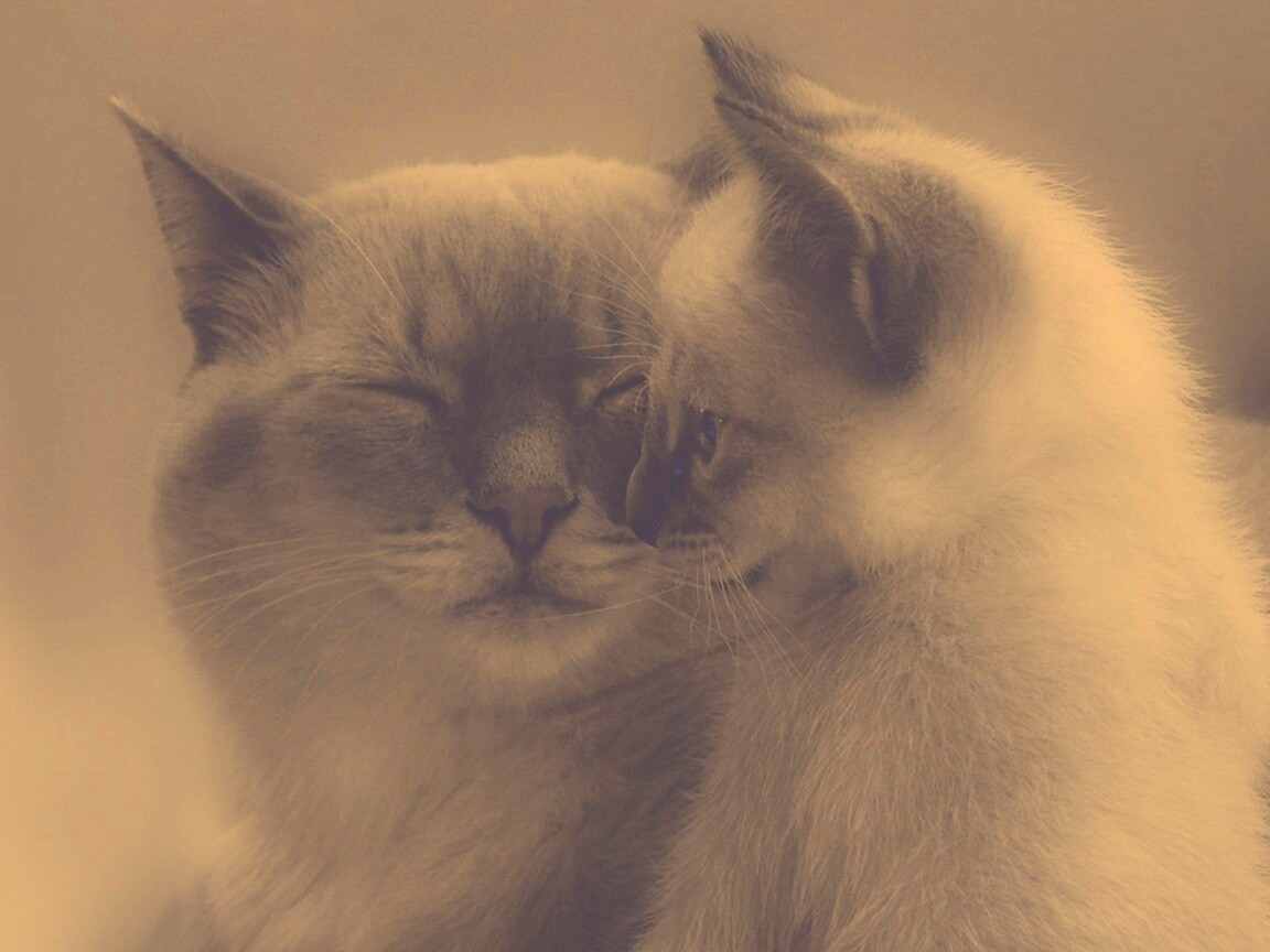 Кошка с котенком обои