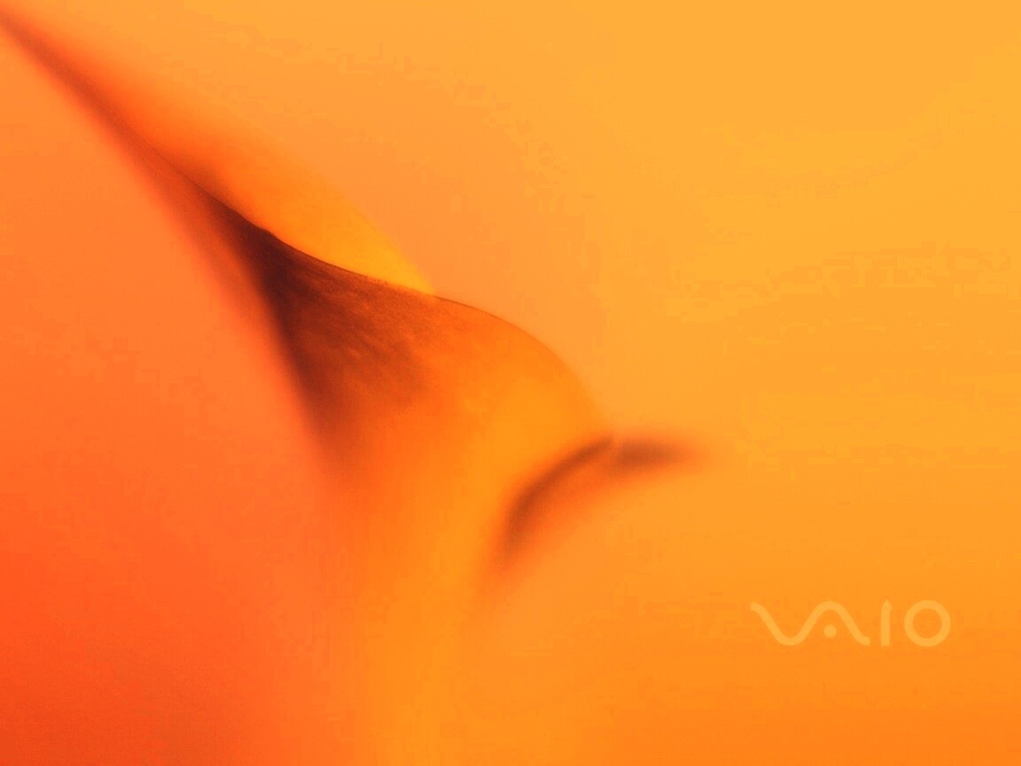 Цветок и логотип Vaio обои