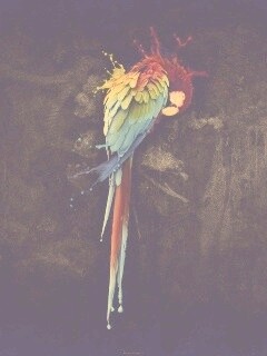 Попугай обои