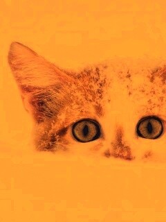 Рыжий котёнок в снегу обои