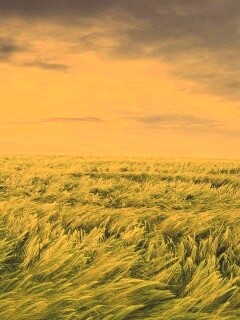 Море трав обои