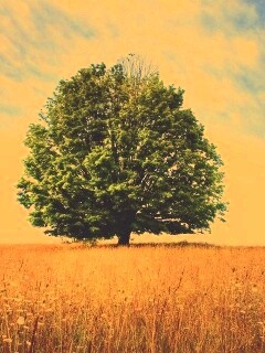 Зеленое дерево в желтом поле обои