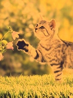 Котенок играет с цветами обои