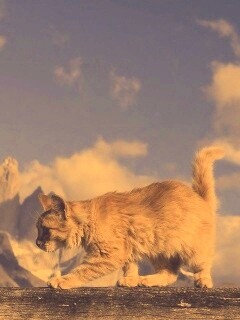 Рыжий котик в горах обои
