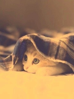 Котенок под одеялом обои