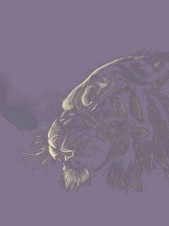 Рисунок грозного тигра обои