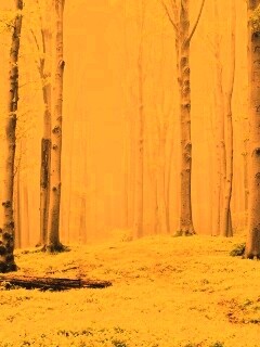 Опушка осинового леса обои