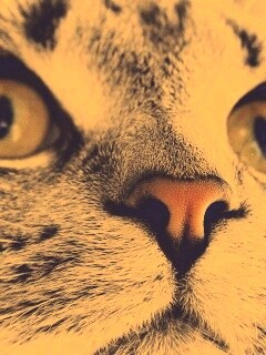 Кошачья мордочка обои