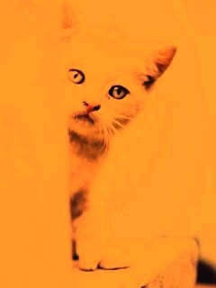 Котик из-за угла обои