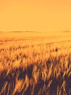 Поле обои