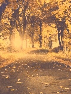 Дорога в осеннем парке обои