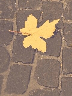 Упавший лист на мостовой обои