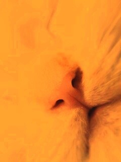 Кошачья мордочка обои