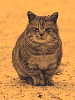 Тяжелый взгляд котэ обои