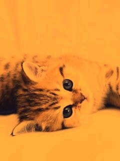 Рыжиый котенок с синим глазами обои