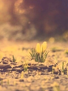 Весенняя трава и цветы обои