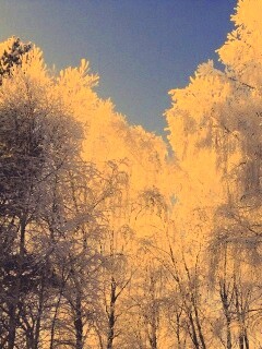 Замерзший лес обои