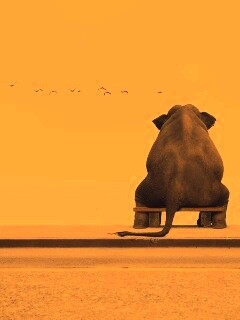 Слон на табуретке обои