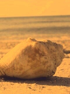 Морская раковина на пляже обои