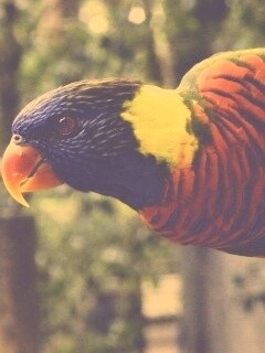 Попугай на канате обои