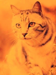 Кот в теплых тонах обои