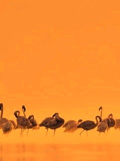 Flamingos обои