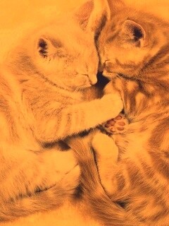 Рыжие котята в обнимку обои