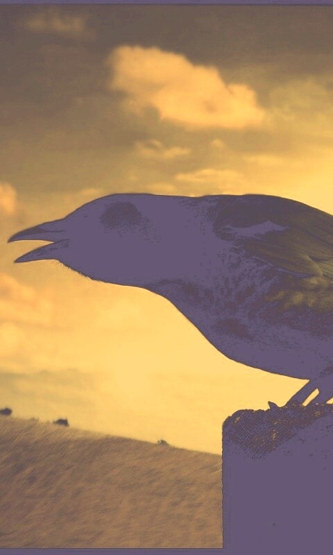 Чёрный ворон обои